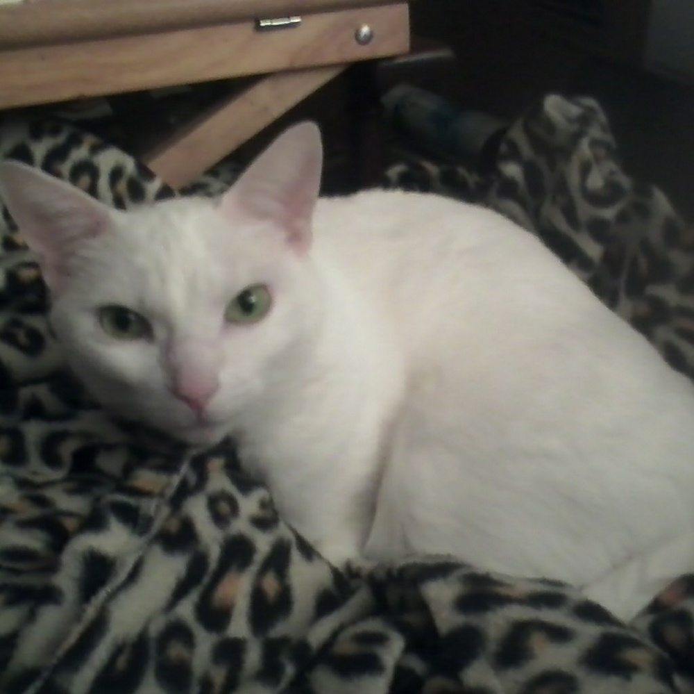 Meet your Posher, Carolyn